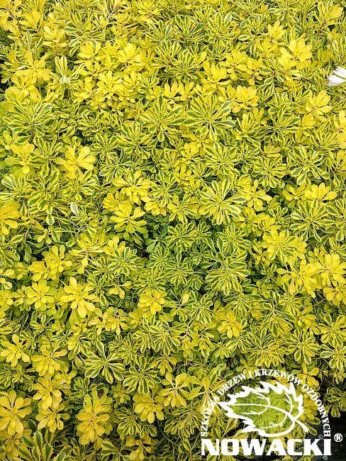 Sedum kamtschaticum 'The Edge’ / rozchodnik kamczacki