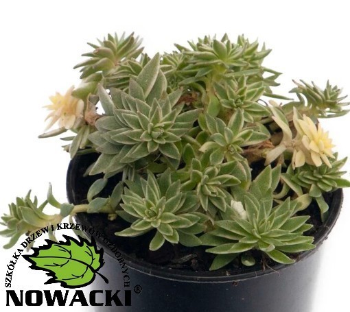 Sedum Lineare /rozchodnik liniowaty