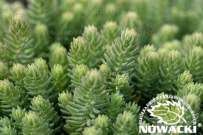 Sedum rupestre 'Blue Spruce' / rozchodnik ościsty