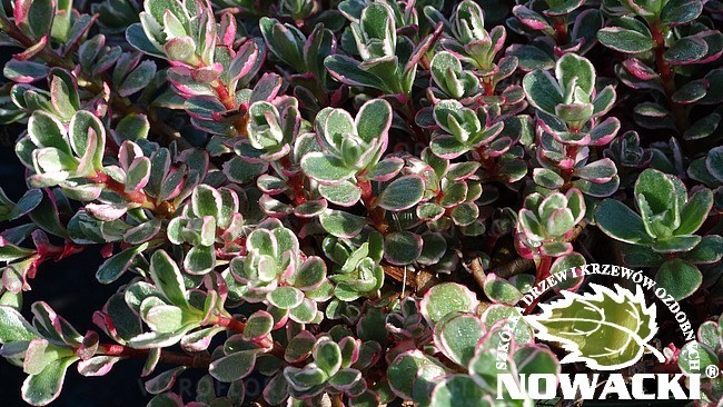 Sedum spurium 'Tricolor' / rozchodnik kaukaski