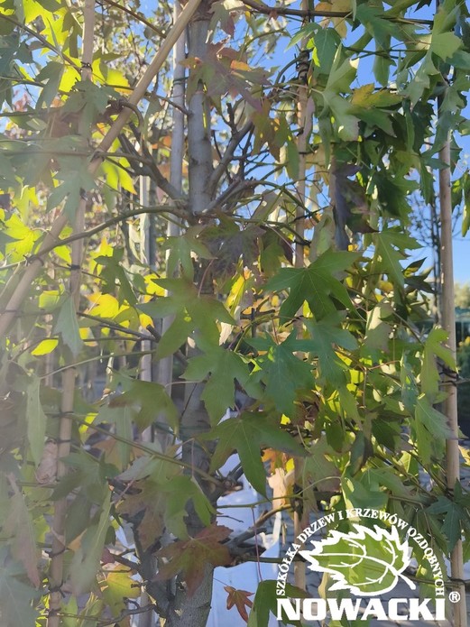 Liquidambar styraciflua 'Worplesdon' (SZPALER) / ambrowiec amerykański