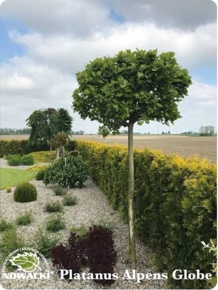 Platanus acerifolia 'Alphen's Globe' / platan klonolistny