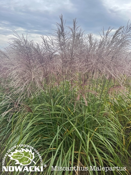 Miscanthus sinensis 'Malepartus' / miskant chiński