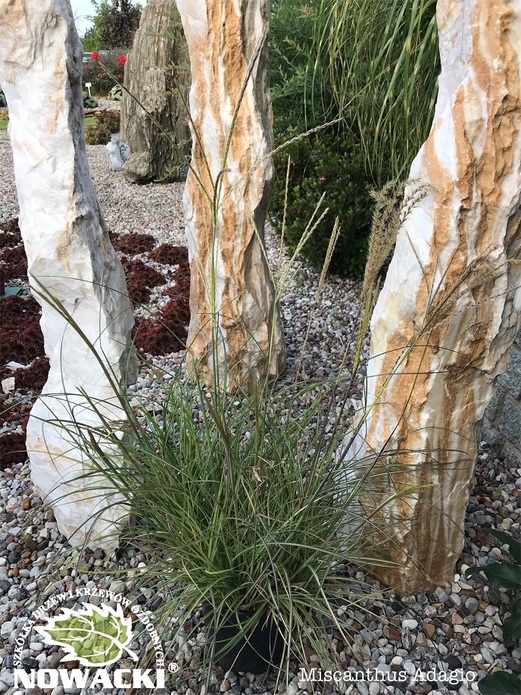 Miscanthus sinensis 'Adagio' / miskant chiński