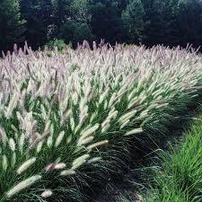 Pennisetum alopecuroides 'Foxtrot' / rozplenica japońska