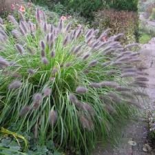 Pennisetum alopecuroides 'Moudry' / rozplenica japońska