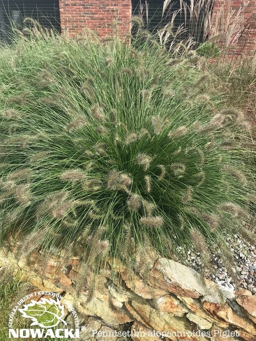Pennisetum alopecuroides 'Piglet' / rozplenica japońska