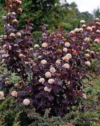 Physocarpus opulifolius 'Red Baron' / pęchęrznica kalinolistna