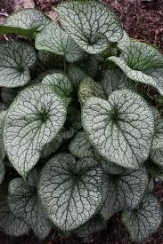 Brunnera macrophylla 'Alexander's Great'® / brunera wielkolistna