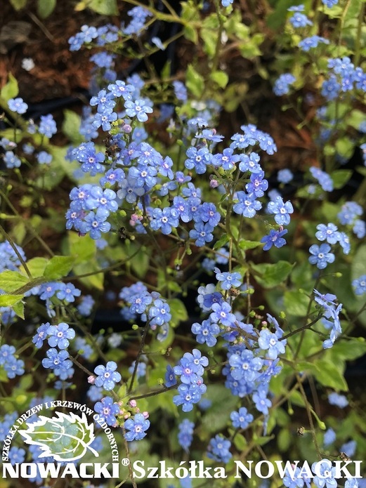 Brunnera macrophylla 'Sea Heart'® / brunera wielkolistna