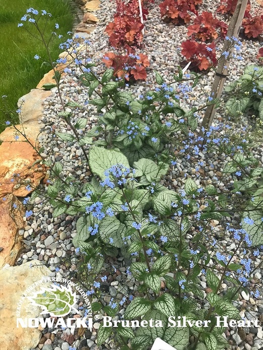 Brunnera macrophylla 'Silver Heart'® / brunera wielkolistna