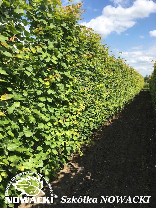 Tilia europaea 'Pallida' (SZPALER) / lipa holenderska