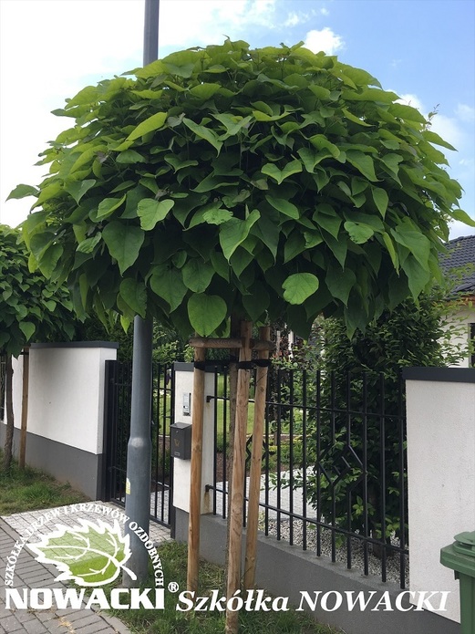 Catalpa bignonioides 'Nana' / katalpa / surmia