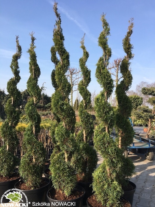 Thuja occidentalis 'Smaragd' - SPIRALA / żywotnik zachodni Szmaragd