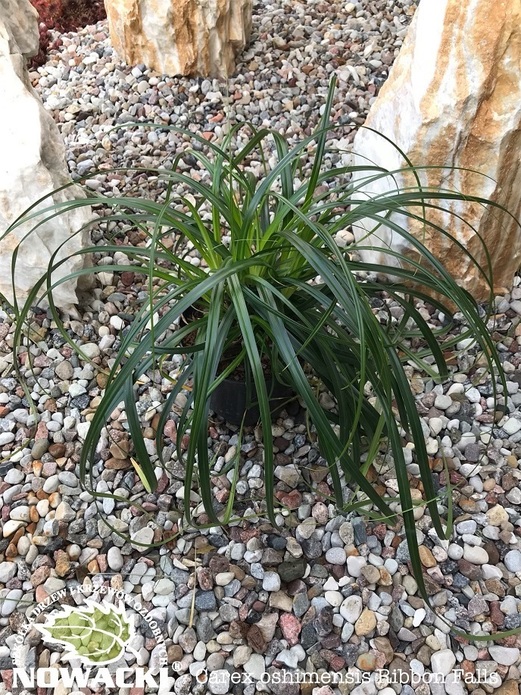 Carex oshimensis 'Ribbon Falls'® / turzyca oszimska