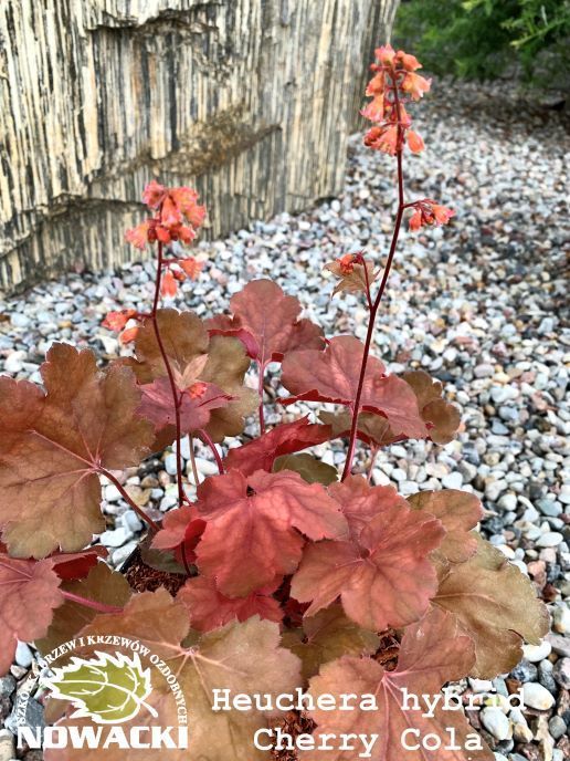 Heuchera hybrida 'Cherry Cola' / żurawka