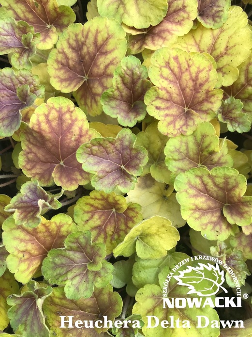 Heuchera hybrida 'Delta Dawn' / żurawka