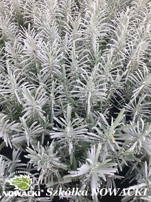Lavandula intermedia Phenomenal® / lawenda pośrednia