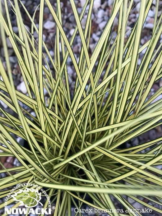 Carex brunnea 'Jenneke' / turzyca