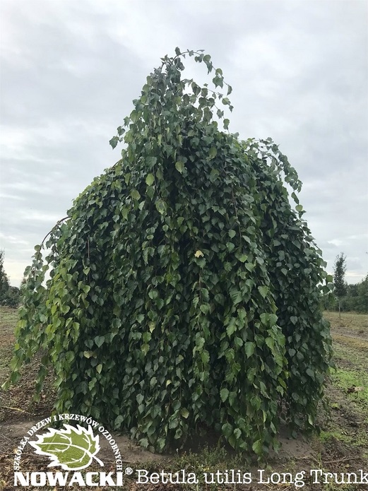 Betula utilis 'Long Trunk' / brzoza pożyteczna