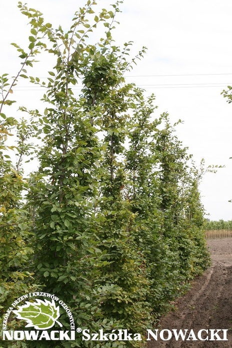 Carpinus betulus / grab pospolity