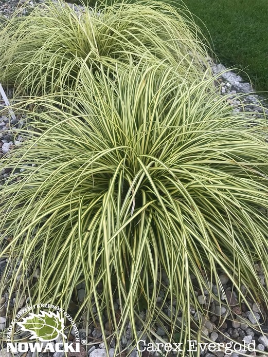 Carex oshimensis 'Evergold '/ turzyca oszimska