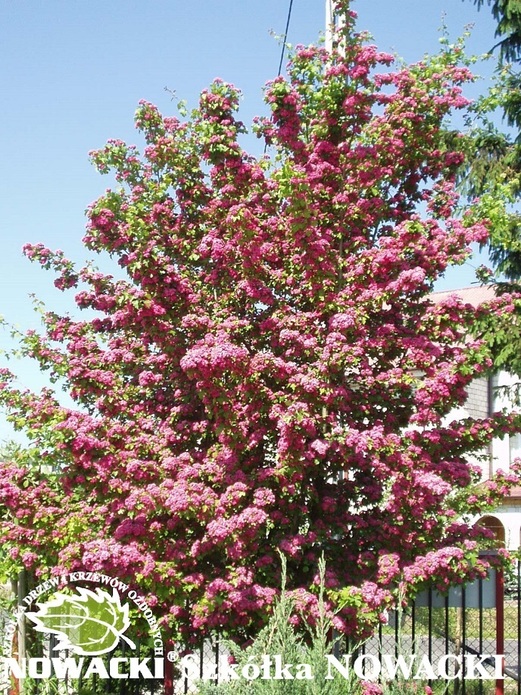 Crataegus leavigata 'Paul`s Scarlet' / głóg pośredni