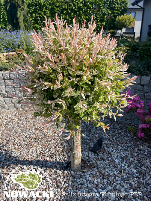 Salix integra 'Flamingo' PBR H/ wierzba całolistna