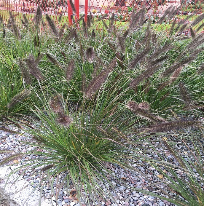 Pennisetum alopecuroides 'Viridescens' / rozplenica japońska