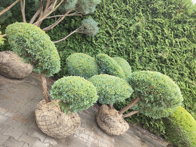 Juniperus virginiana 'Hetz' / jałowiec wirginijski