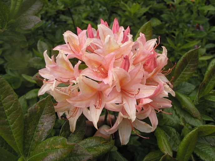 Azalea wielkokwiatowa 'Chanel' / azalia