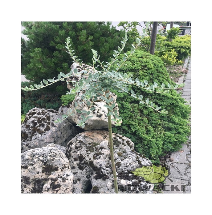 Salix repens var. Argentea / wierzba płożąca