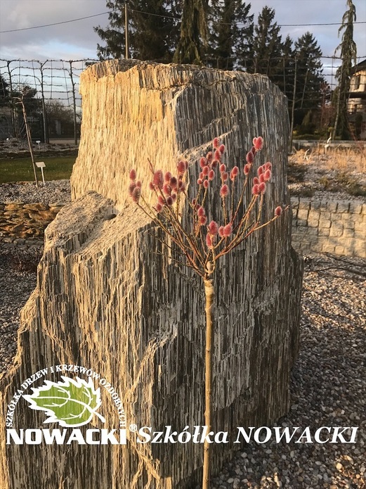 Salix gracilistyla 'Moun't Aso' / wierzba smukłoszyjkowa