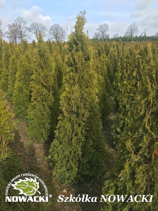 Thuja occidentalis 'Smaragd' / żywotnik zachodni Szmaragd