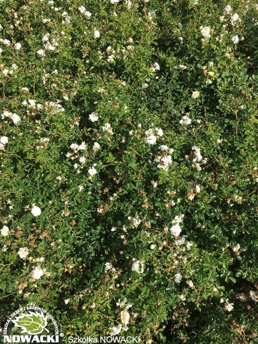 Rosa miniature 'White' / róża okrywowa