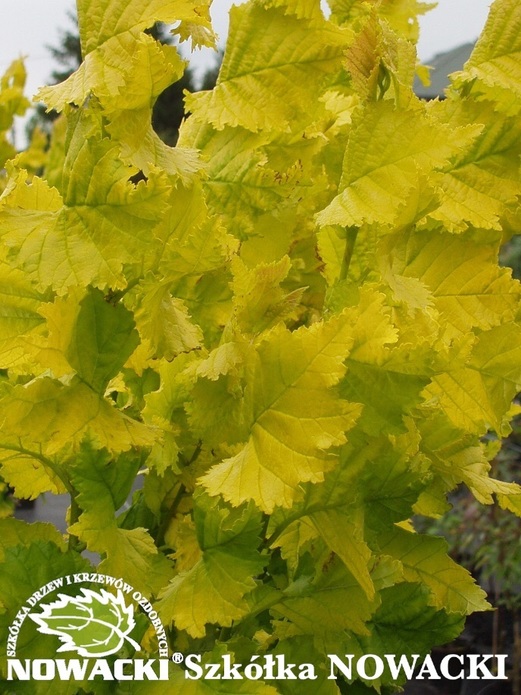 Ulmus hollandica 'Wredei' / wiąz holenderski