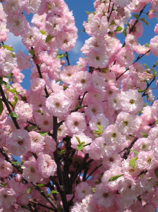 Prunus triloba / migdałek trójklapowy 