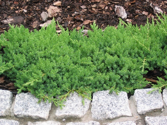 Juniperus procumbens 'Nana' / jałowiec rozesłany