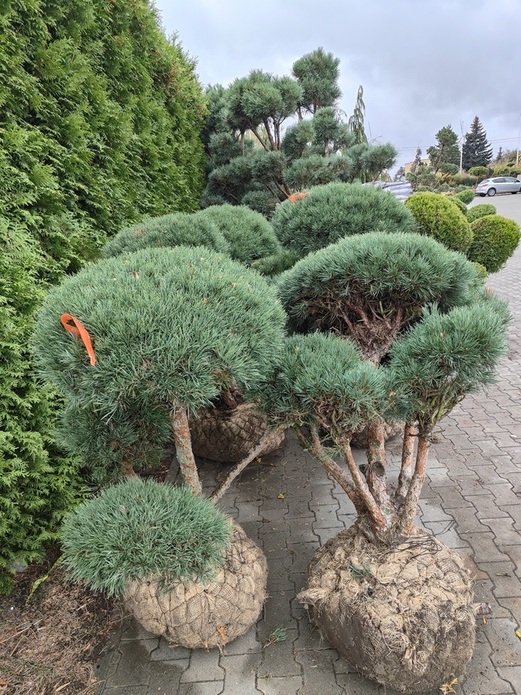 Pinus sylvestris 'Watereri' / sosna zwyczajna