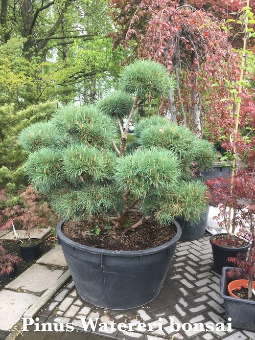 Pinus sylvestris 'Watereri' / sosna zwyczajna