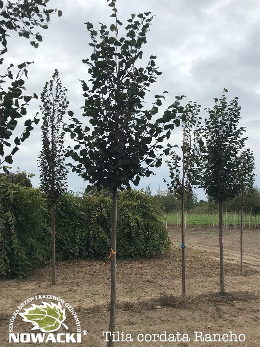 Tilia cordata 'Rancho' / lipa drobnolistna