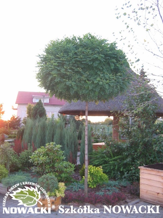 Robinia pseudoacacia 'Umbraculifera' / robinia akacjowa