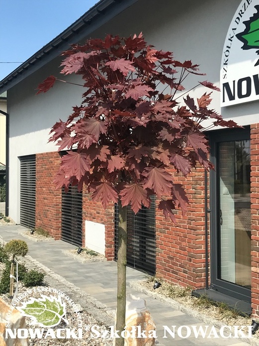 Acer platanoides 'Purple Globe' / klon zwyczajny