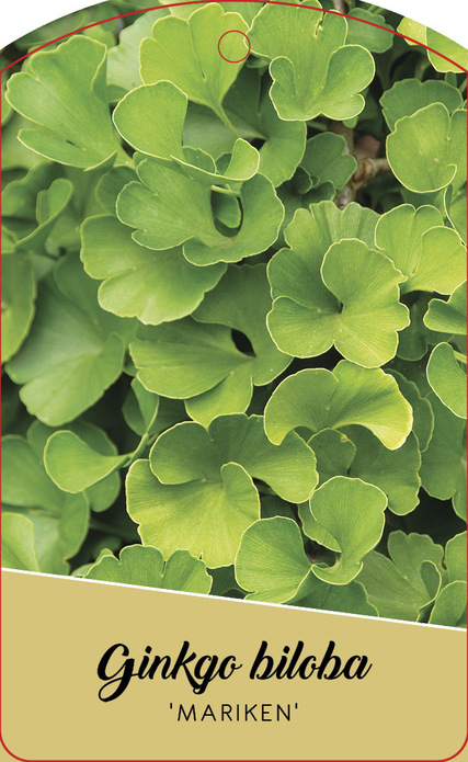 Gingko biloba 'Mariken' / miłorząb dwuklapowy