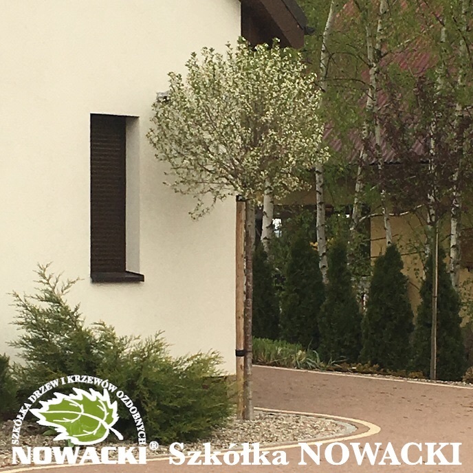 Prunus eminens 'Umbraculifera' / wiśnia osobliwa
