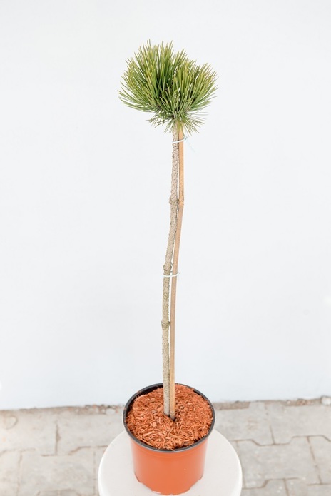 Pinus heldreichii 'Smidtii' / sosna bośniacka