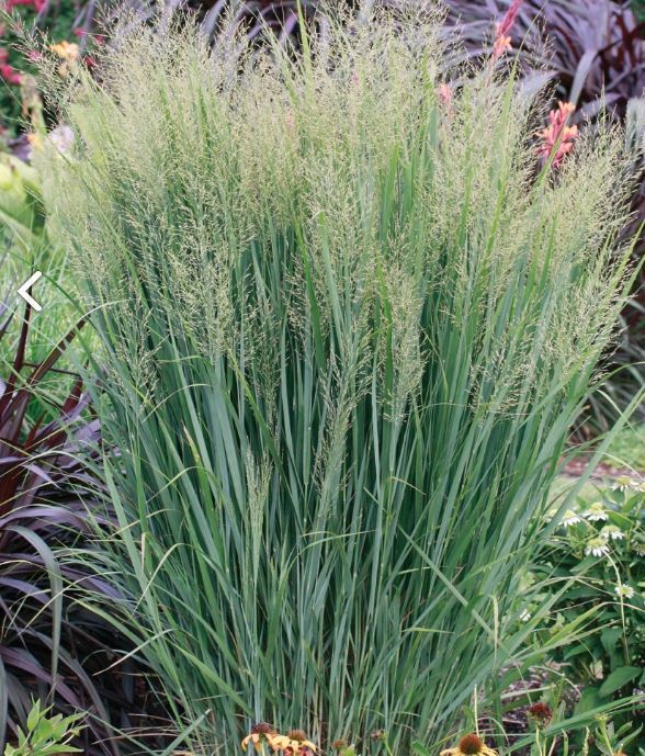 Panicum virgatum 'Northwind' / proso rózgowate