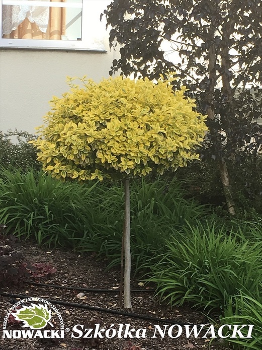 Euonymus fortunei 'Emerald'n Gold' / trzmielina Fortune’a / trzmielina pnąca