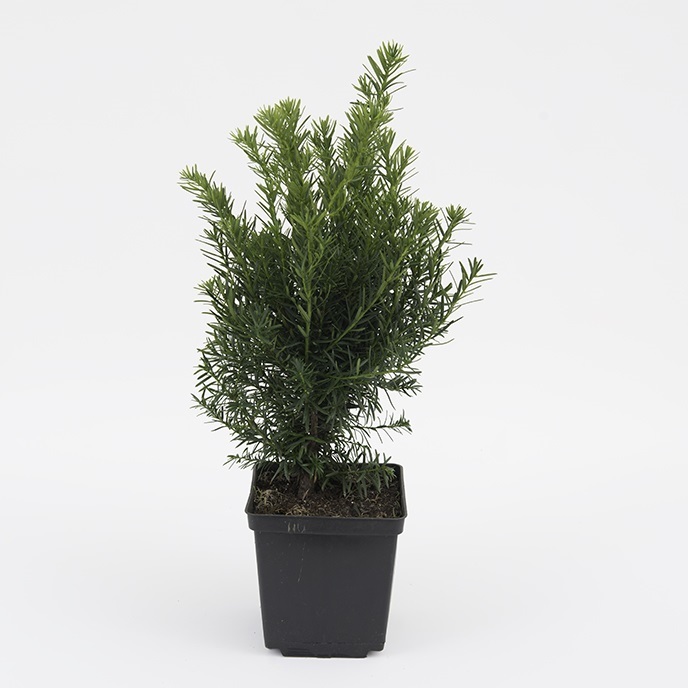 Taxus media 'Hicksii' / cis pośredni