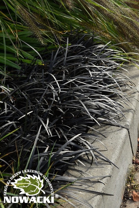 Ophiopogon planiscapus 'Nigrescens' / konwalnik płąskopędowy